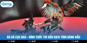 Đá Gà Cựa Dao