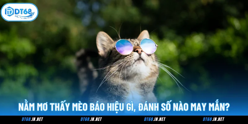Nằm Mơ Thấy Mèo